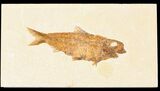 Large, Knightia Fossil Fish - Wyoming #78310-1